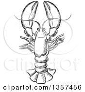 Clipart Of A Black And White Sketched Lobster Royalty Free Vector Illustration