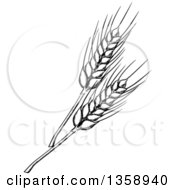 Black And White Sketched Wheat