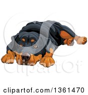 Poster, Art Print Of Cute Rottweiler Dog Resting His Head Between His Paws