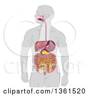 Poster, Art Print Of Mans Body With A 3d Visible Digestive System Digestive Tract Alimentary Canal