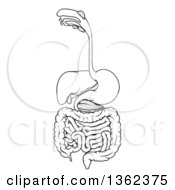 Poster, Art Print Of Black And White Medical Diagram Of The Human Digestive System Tract Or Alimentary Canal