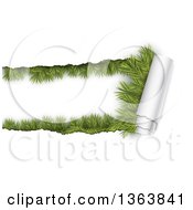 Poster, Art Print Of Background Of Torn Curnling Paper Revealing Fir Branches