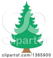 Conifer Evergreen Tree