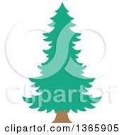 Poster, Art Print Of Conifer Evergreen Tree