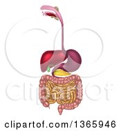 Poster, Art Print Of 3d Diagram Of The Human Digestive System Digestive Tract Alimentary Canal