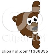 Poster, Art Print Of Grizzly Bear School Mascot Character Looking Around A Sign