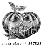 Clipart Of Black And White Woodcut Or Engraved Navel Oranges Royalty Free Vector Illustration