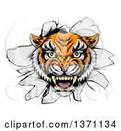 Poster, Art Print Of Mad Tiger Mascot Head Breaking Through A Wall