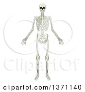 Clipart Of An Anatomically Correct Human Skeleton Royalty Free Vector Illustration