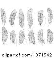 Clipart Of Grayscale Feathers Royalty Free Vector Illustration