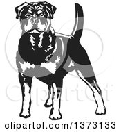 Black And White Standing Alert Rottweiler Dog
