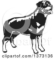 Poster, Art Print Of Black And White Standing Rottweiler Dog