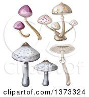 Poster, Art Print Of Different Mushrooms