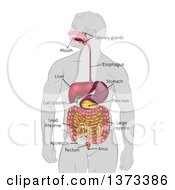 Poster, Art Print Of Gray Silhouetted Man With Visible Digestive Tract Diagram Labeled With Text