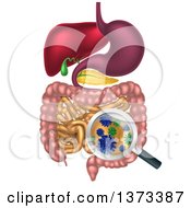 Poster, Art Print Of 3d Magnifying Glass Zoomed In On Bacteria Gut Flora Or Viruses In The Human Digestive Tract