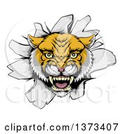 Poster, Art Print Of Fierce Wildcat Mascot Head Roaring And Breaking Through A Wall