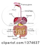 Poster, Art Print Of Digestive Tract Diagram Labeled With Text