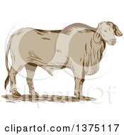 Retro Sketched Brahman Bull Standing And Facing Right