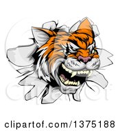Poster, Art Print Of Ferocious Tiger Mascot Head Breaking Through A Wall
