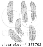 Clipart Of Grayscale Feathers Royalty Free Vector Illustration