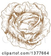 Poster, Art Print Of Brown Sketched Head Of Cabbage Or Lettuce