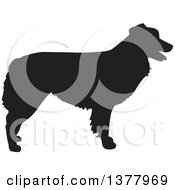 Black Silhouetted Australian Shepherd Dog In Profile