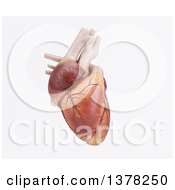 Clipart Of A 3d Human Heart On A White Background Royalty Free Illustration