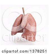 Poster, Art Print Of 3d Human Lungs On A White Background