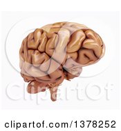 Clipart Of A 3d Human Brain On A White Background Royalty Free Illustration