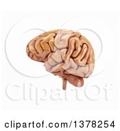 Poster, Art Print Of 3d Human Brain On A White Background