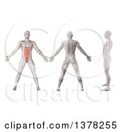 Poster, Art Print Of 3d Anatomical Men Shown With Visible Rectus Abdominis Muscles Back Side And In Profile On A White Background