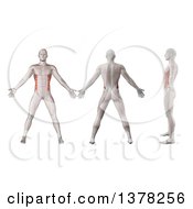 Poster, Art Print Of 3d Anatomical Men Shown With Visible External Oblique Muscles Back Side And In Profile On A White Background