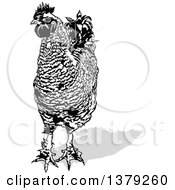 Poster, Art Print Of Black And White Cock Rooster With A Gray Shadow