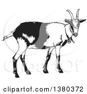 Poster, Art Print Of Black And White Goat