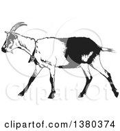 Clipart Of A Black And White Goat Royalty Free Vector Illustration