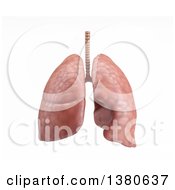 3d Pair Of Human Lungs On A White Background