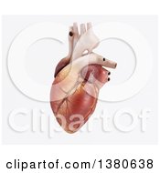 3d Human Heart On A White Background