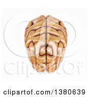 Poster, Art Print Of 3d Human Brain On A White Background