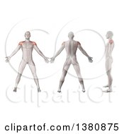 Poster, Art Print Of 3d Anatomical Men Shown With Visible Deltoid Muscles Front Side Back Side And In Profile On A White Background