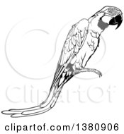 Poster, Art Print Of Black And White Perched Macaw Parrot