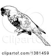 Clipart Of A Black And White Perched Macaw Parrot Royalty Free Vector Illustration by dero