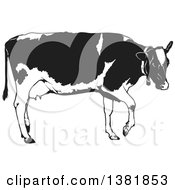 Poster, Art Print Of Grayscale Walking Dairy Cow