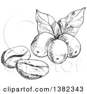 Poster, Art Print Of Black And White Sketched Coffee Beans And Berries