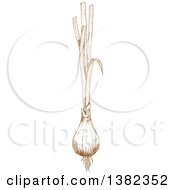 Clipart Of Brown Sketched Green Onions Royalty Free Vector Illustration