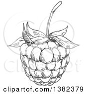 Clipart Of A Gray Sketched Blackberry Or Raspberry Royalty Free Vector Illustration by Vector Tradition SM