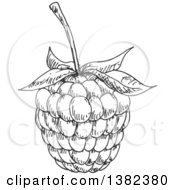 Poster, Art Print Of Gray Sketched Blackberry Or Raspberry