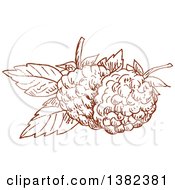 Poster, Art Print Of Brown Sketched Blackberries Or Raspberries