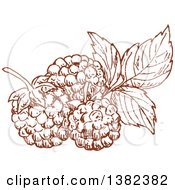 Brown Sketched Blackberries Or Raspberries