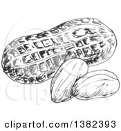 Clipart Of Black And White Sketched Peanuts Royalty Free Vector Illustration