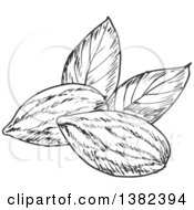 Black And White Sketched Almonds